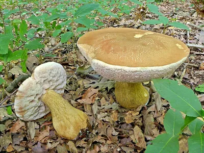Белые грибы разновидности фото фотографии