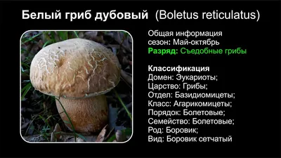 Белый гриб дубовый (Boletus reticulatus) - YouTube