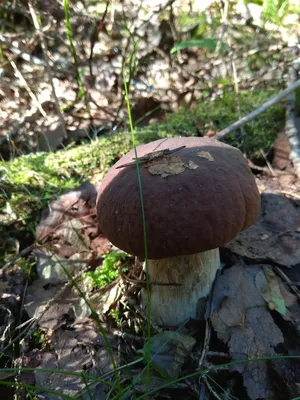 Boletus reticulatus, Белый гриб сетчатый