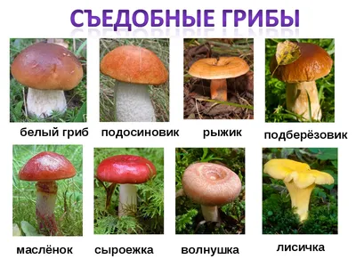 Белый гриб (Boletus edulis). Боровик. | Грибы, Белый гриб, Вид