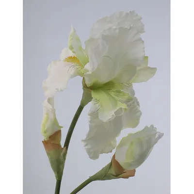 Купите ирис белый (white) 🌹 из питомника Долина роз с доставкой!