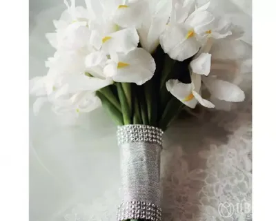 Iris sibirica «White Swirl» Ирис сибирский белый — Купити квіти в Україні