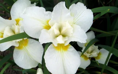 Ирис белый купить с доставкой по Москве wowflor.ru