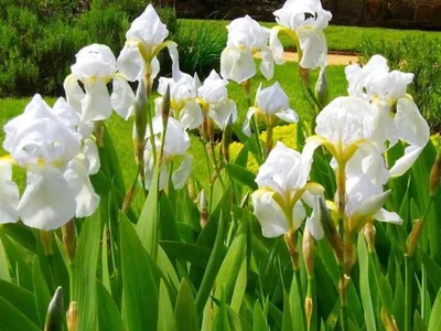 Белые ирисы скачать фото обои для рабочего стола