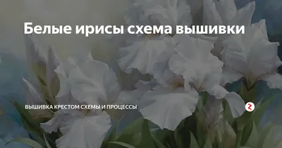 Белые ирисы (Людмила Криволуцкая) / Проза.ру