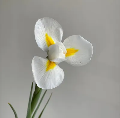 Букет из 15 белых ирисов - купить в Москве по цене 2590 р - Magic Flower