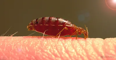 Чем опасны белые тараканы в квартире - YouTube