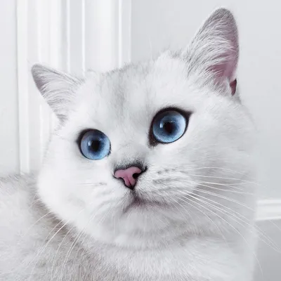Скачать фото белой кошки с голубыми глазами в png