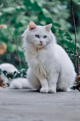 Прекрасные белые кошки с голубыми глазами на фото