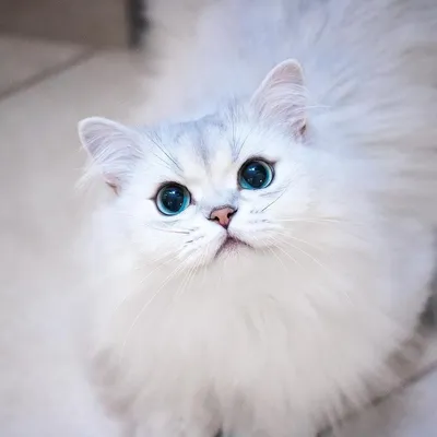 Белые кошки с голубыми глазами - фото в высоком качестве