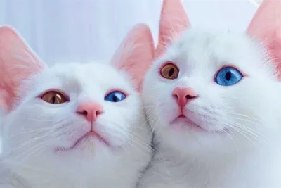 Завораживающий вид белых кошек с голубыми глазами на фото