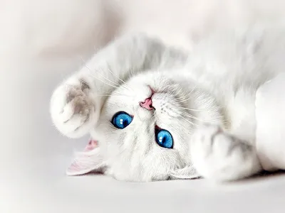 Белые кошки с голубыми глазами - лучшие картинки в png