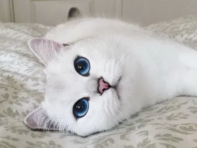 Превосходные обои с белыми кошками с голубыми глазами