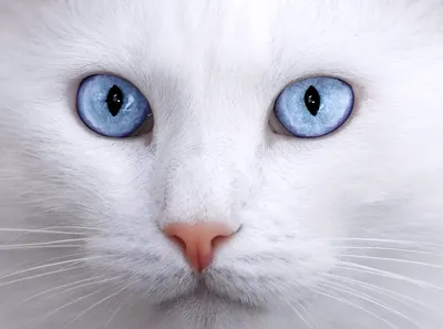 Фото белых кошек с голубыми глазами в формате webp