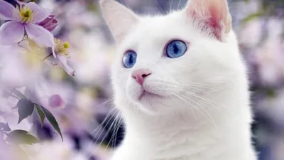 Лучшие картинки белых кошек с голубыми глазами для скачивания