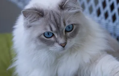 Скачать фото бесплатно: белые кошки с голубыми глазами в jpg