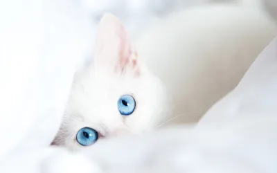 Белые кошки с голубыми глазами в высоком качестве на фото