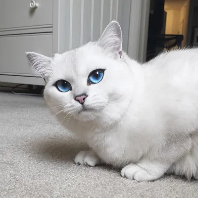 Белые кошки с голубыми глазами фотографии