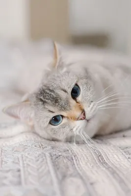 Красивые картинки белых кошек с голубыми глазами в jpg