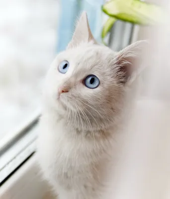 Фото белого кота с голубыми глазами - бесплатно и в хорошем качестве