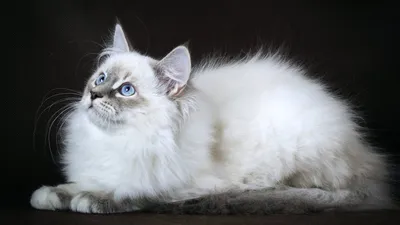 Обратите внимание на красивые белые кошки с голубыми глазами на фото