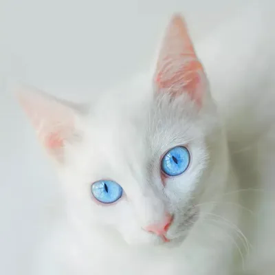 Скачать обои с фото белых кошек с голубыми глазами в png