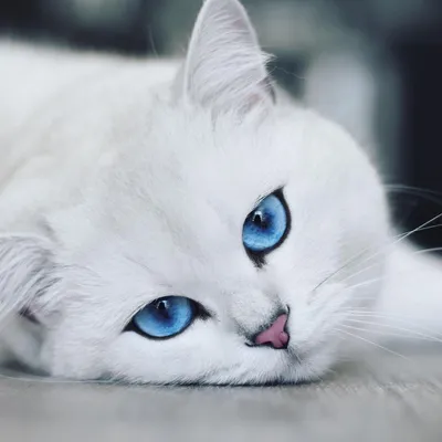 Изумительные картинки белых кошек с голубыми глазами