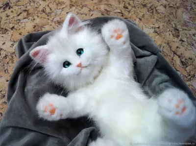 Белые кошки с голубыми глазами - красивые картинки в хорошем качестве