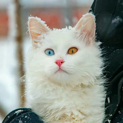 Скачать бесплатно фото белых кошек с голубыми глазами в jpg