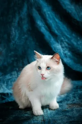 Удивительные изображения белых кошек с голубыми глазами в png