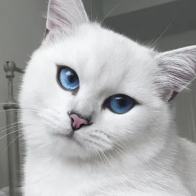 Фото прекрасной белой кошки с голубыми глазами