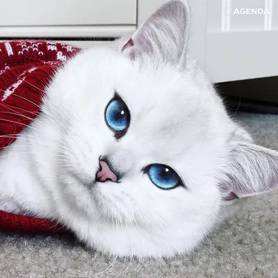 Фотографии белых кошек с голубыми глазами в png