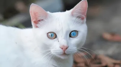 Скачать обои с белыми кошками с голубыми глазами