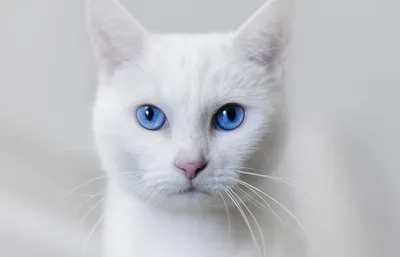 Лучшие фото белых кошек с голубыми глазами в формате webp
