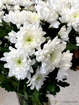Белые кустовые хризантемы фото