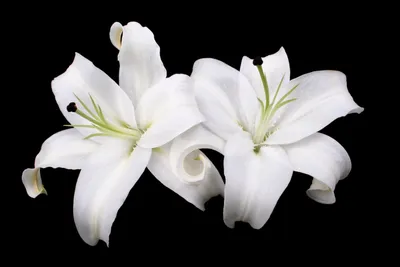 Цветы Лилии Белые Садовые - Бесплатное фото на Pixabay - Pixabay