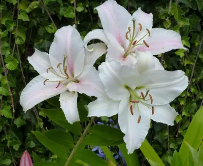 Изображение Белые лилии Белые цветы Черно-белые