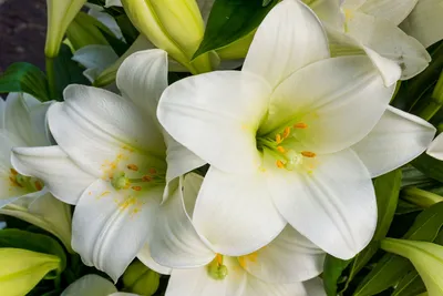 эти красивые белые лилии видны в темноте, цветущие белые лилии, фото  крупным планом цветка лилии Hd фото фото, цветок фон картинки и Фото для  бесплатной загрузки