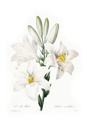 Фотообои Белые лилии 3D купить в Москве, Арт. 10-983 в интернет-магазине,  цены в Мастерфресок