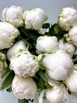 Белые пионы поштучно купить с доставкой в Москве | Заказать букет цветов  недорого