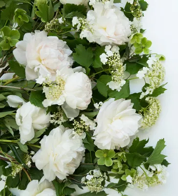 Картинки белые Пионы цветок Крупным планом 3245x3570