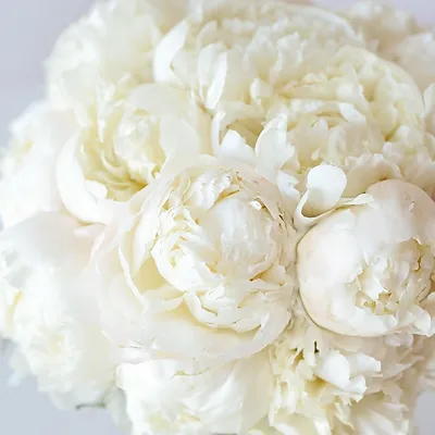 Белые пионы в плетеной вазе Стоковое Фото - изображение насчитывающей  затрапезно, лепесток: 47228638