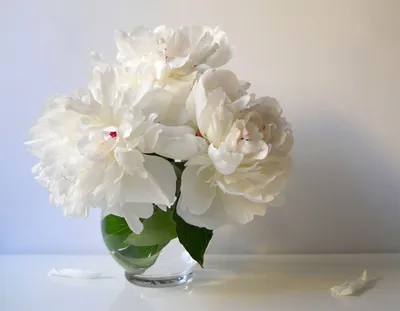 Фото Белые пионы в белом графине стоят на столе рядом с вазой с грушами и с  рассыпавшимися из вазочки абрикосами, автор Елена Теплова