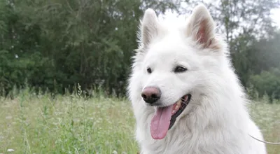 12 самых популярных белых пород собак, о которых вы должны все знать | Dog  Breeds | Дзен