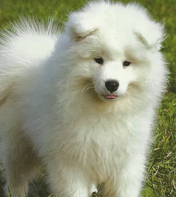 Самоед — характеристика породы собак 🐕 и фото щенков - ProPlan.ru