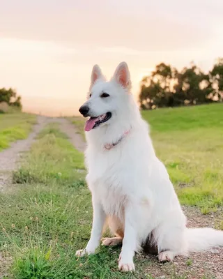 Белая швейцарская овчарка (White swiss shepherd) (Породы собак) белые  швейцарские овчарки, швейцарская овчарка купить, щенки овчарки, белый  щенок, белые швейцарские овчарки купить, щенки белой швейцарской овчарки  Энциклопедия о животных EGIDA.BY
