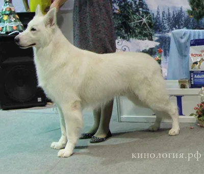Berger Blanc Suisse | Белые немецкие овчарки, Белые собаки, Породы собак