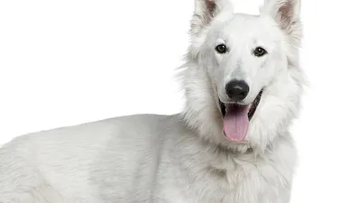 Вест хайленд терьер (West Highland White Terrier) - это веселая, игривая и  активная порода собак. Отзывы, описание и фото.