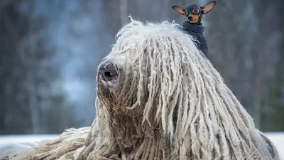 Шведский белый элкхунд или шведская белая лосиная лайка | ИА Чечня Сегодня