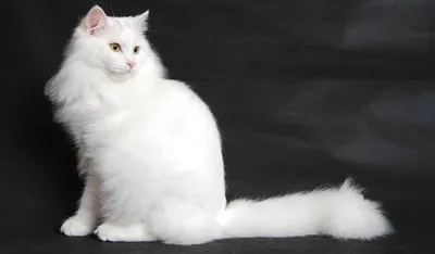 Картинки и фото белых пушистых кошек для скачивания